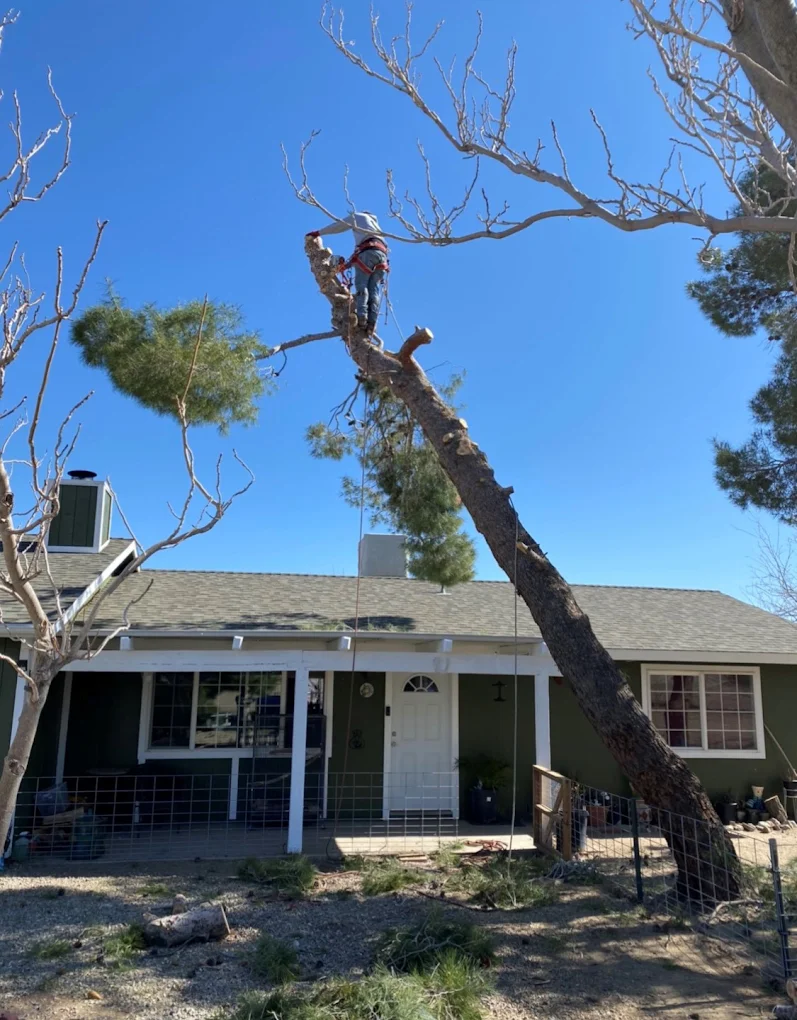 Emergency Tree Service
