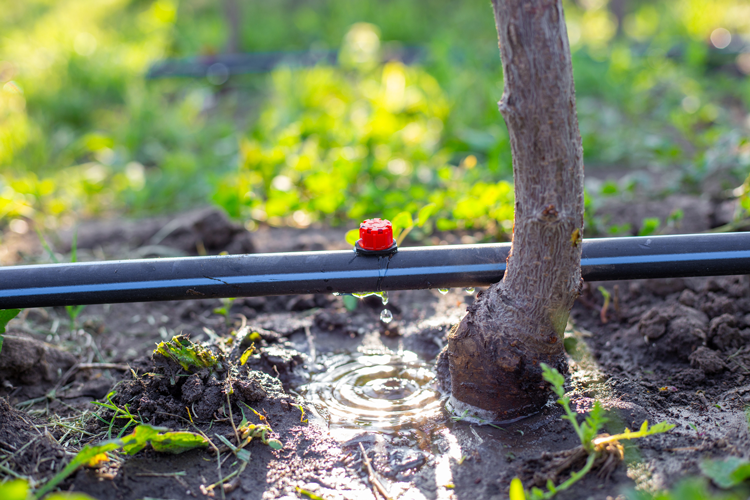 Deep Watering Systems Hesperia CA
