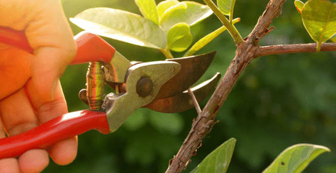 Fruit Tree Pruning