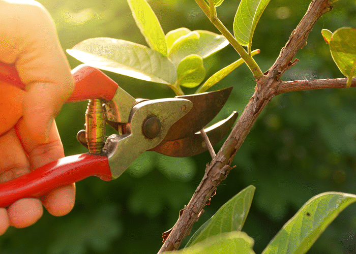Fruit Tree Pruning