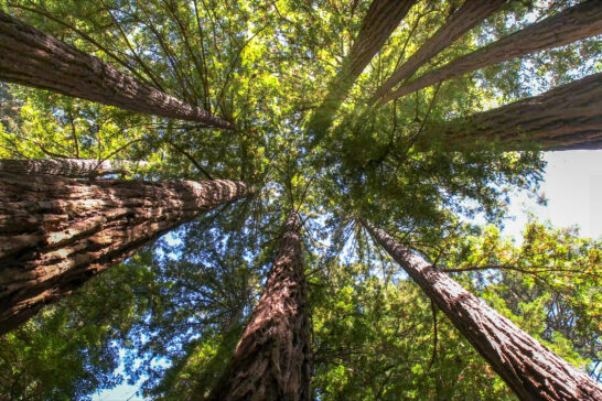 looking up into the canopy of coastal redwood trees at muir woods