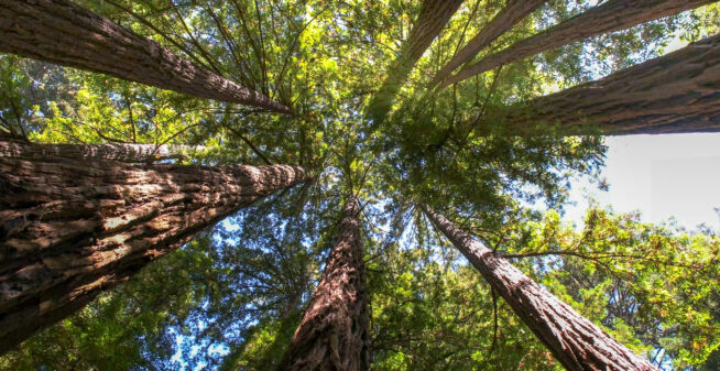 looking up into the canopy of coastal redwood trees at muir woods