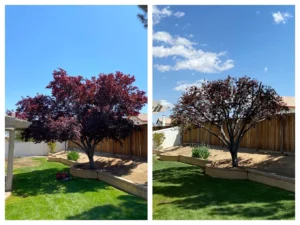Tree Trimming Hesperia A-1 Tree Services
